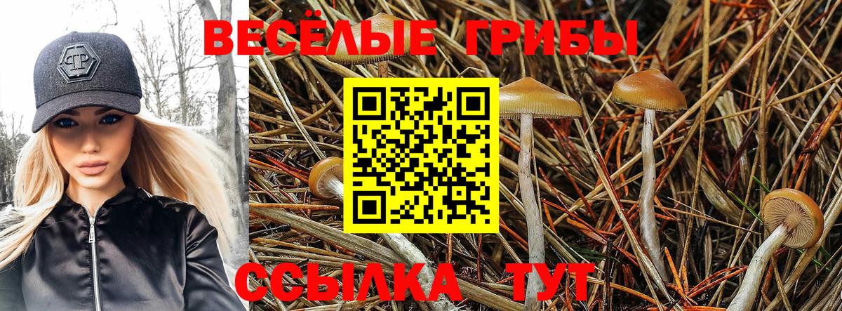 Псилоцибиновые грибы GOLDEN TEACHER  Вход с VPN  Сунжа  Псилоцибиновые грибы ЛСД 